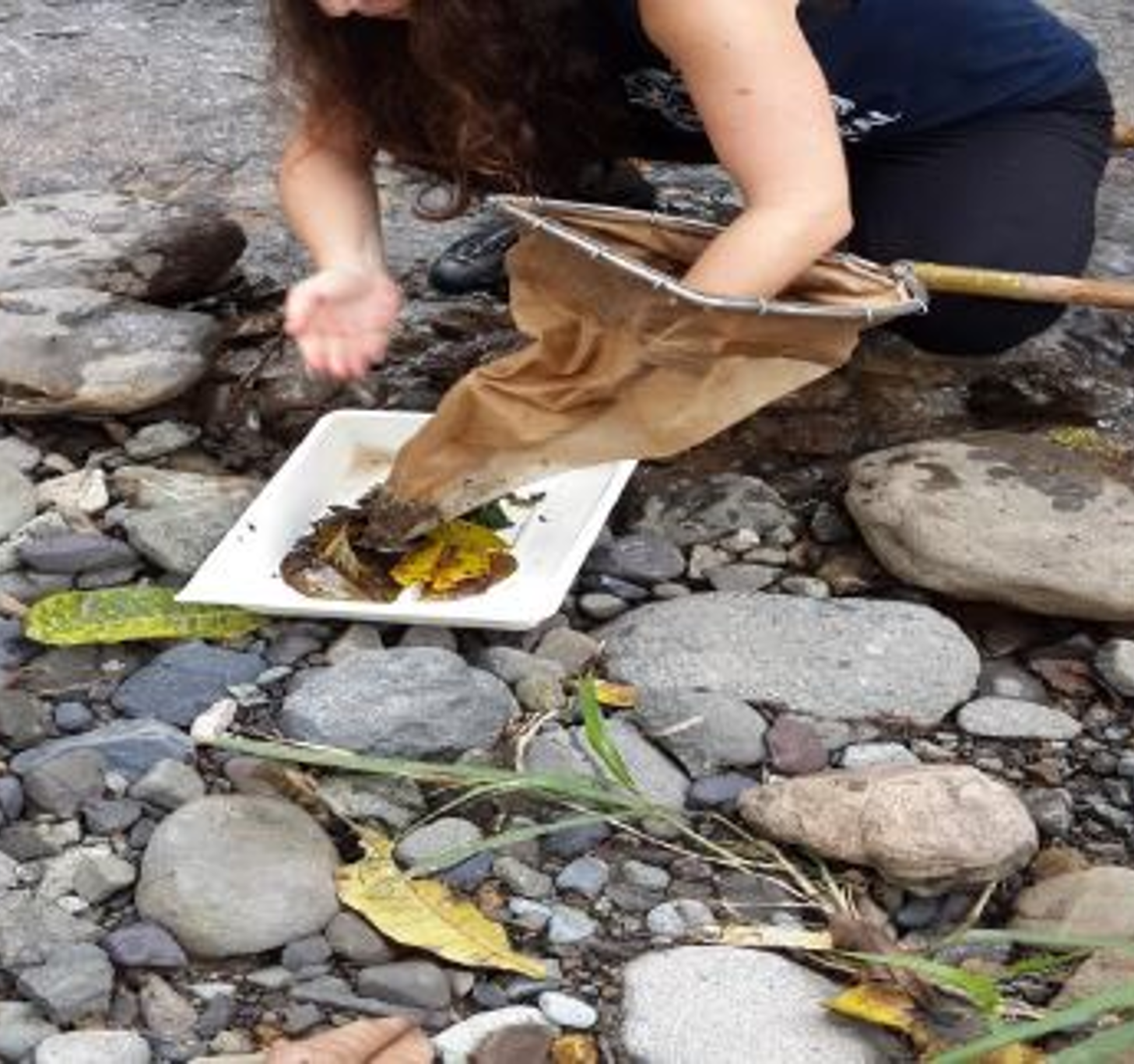 Toma de muestra de fauna bentónica por parte de la bióloga Beatriz Naranjo, funcionaria de CEQIATEC., 2015