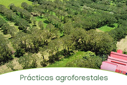 Prácticas agroforestales