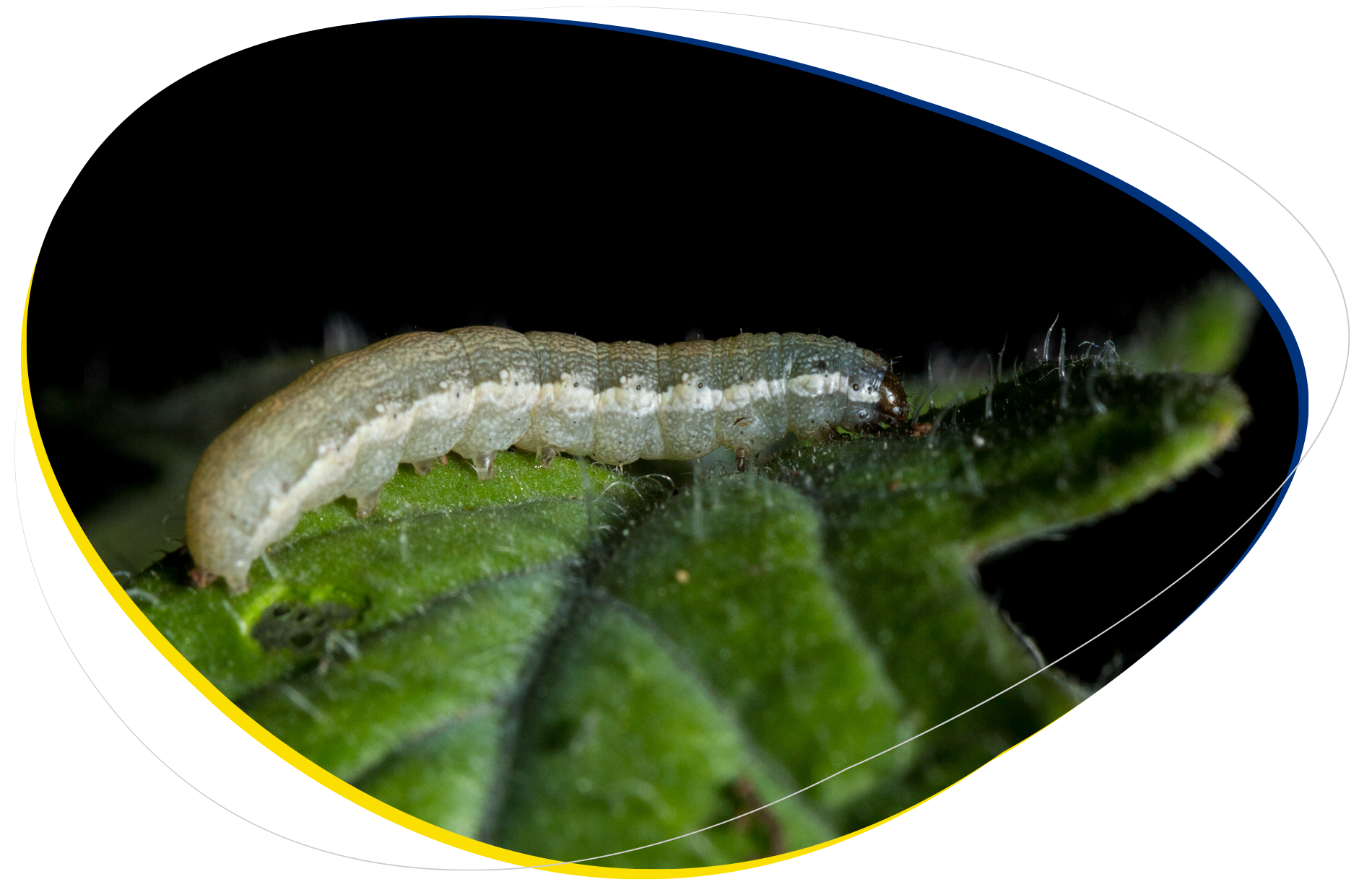 Se muestra larva del género Spodoptera.