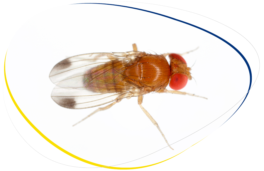 Se muestra Mosca de alas manchadas (Drosophila suzukii) en fruto.
