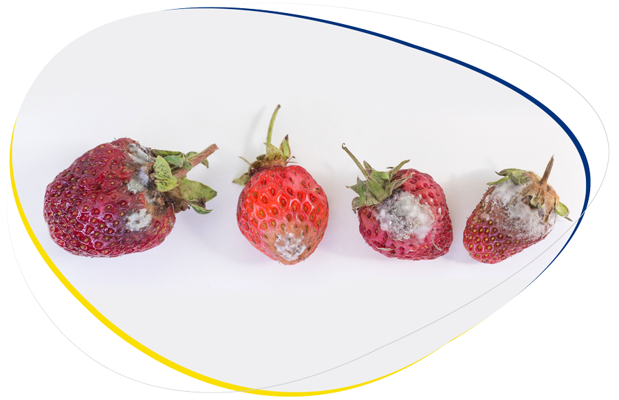 Se muestran frutos de fresa afectados por hongos