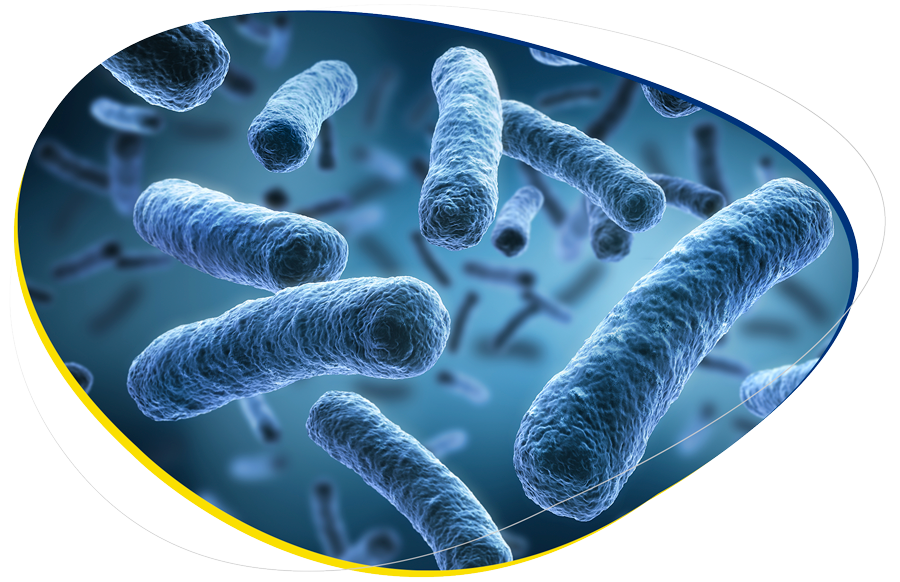 Se muestran bacterias causantes de enfermedades en las plantas