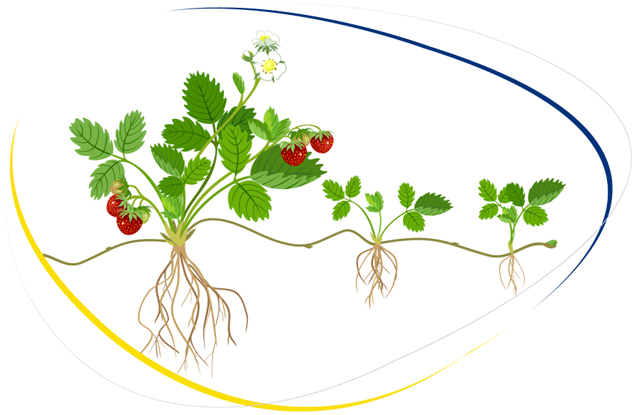La imagen muestra un dibujo de una planta de fresa.
