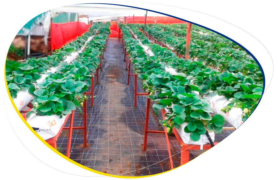 Se muestra una estructura metálica con tabletas rellenas con fibra de coco. Poasito, Alajuela. INA, 2023.