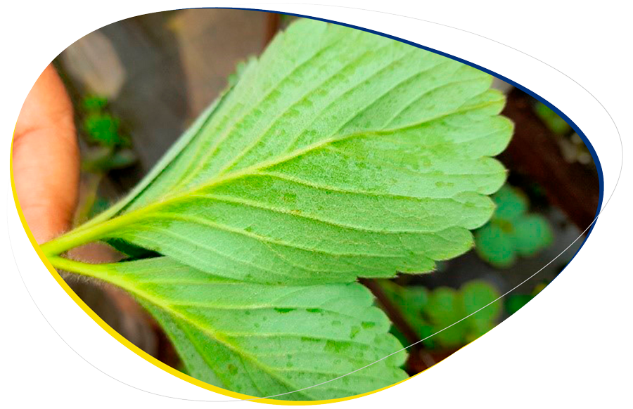 Se muestran daños causados por Mancha Foliar Angular en fresa (Vara Blanca, Heredia