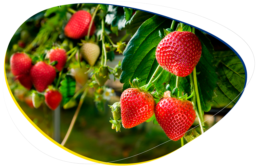 La imagen muestra un grupo de plantas de fresa cultivadas en hidroponía.