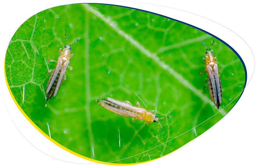Se muestran insectos Trips en una hoja de fresa.