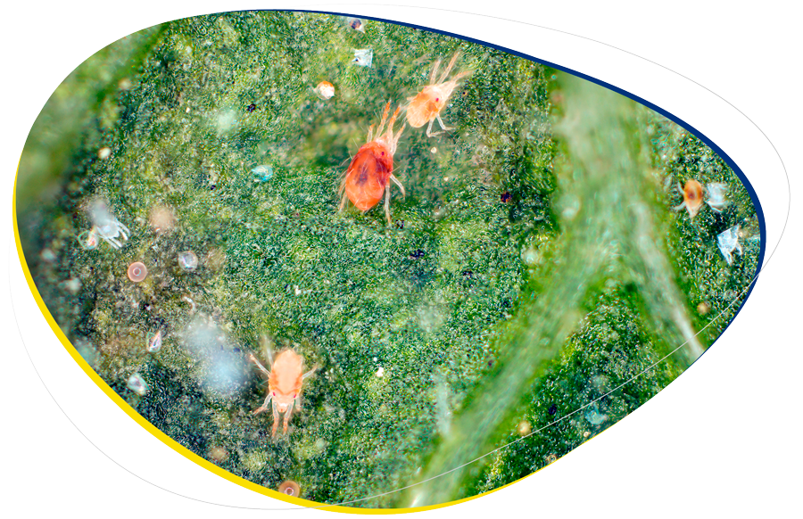 Se muestra una colonia de Arañita Roja (Tetranychus urticae) en una hoja de fresa.