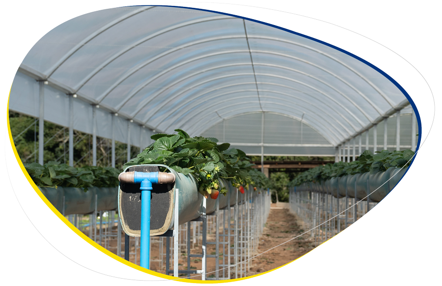 Se muestra un macrotúnel para cultivo de fresa.