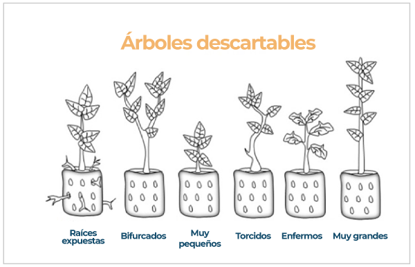 La imagen muestra árboles con características descartables durante la selección.