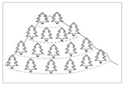 Se muestra el diseño en curvas de nivel de una plantación forestal.