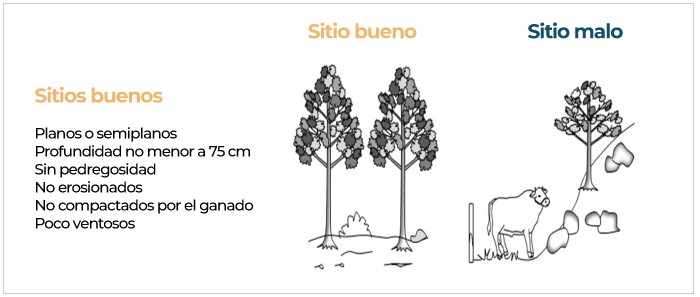 Se muestra un sitio bueno versus un sitio malo