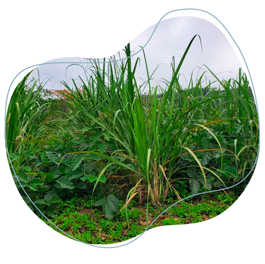 En la imagen se muestra el uso de cobertura vegetal llamada Cannavalia ensiformes entre las calles de caña azúcar para control de malezas y aporte nutricional al suelo.
