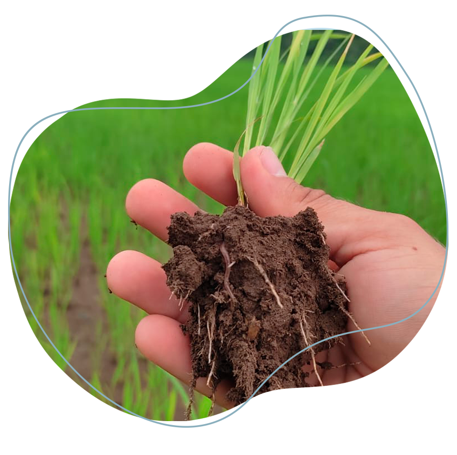 En la imagen se muestran lombrices en el sistema radical de plantas de arroz indicando buena salud del suelo.