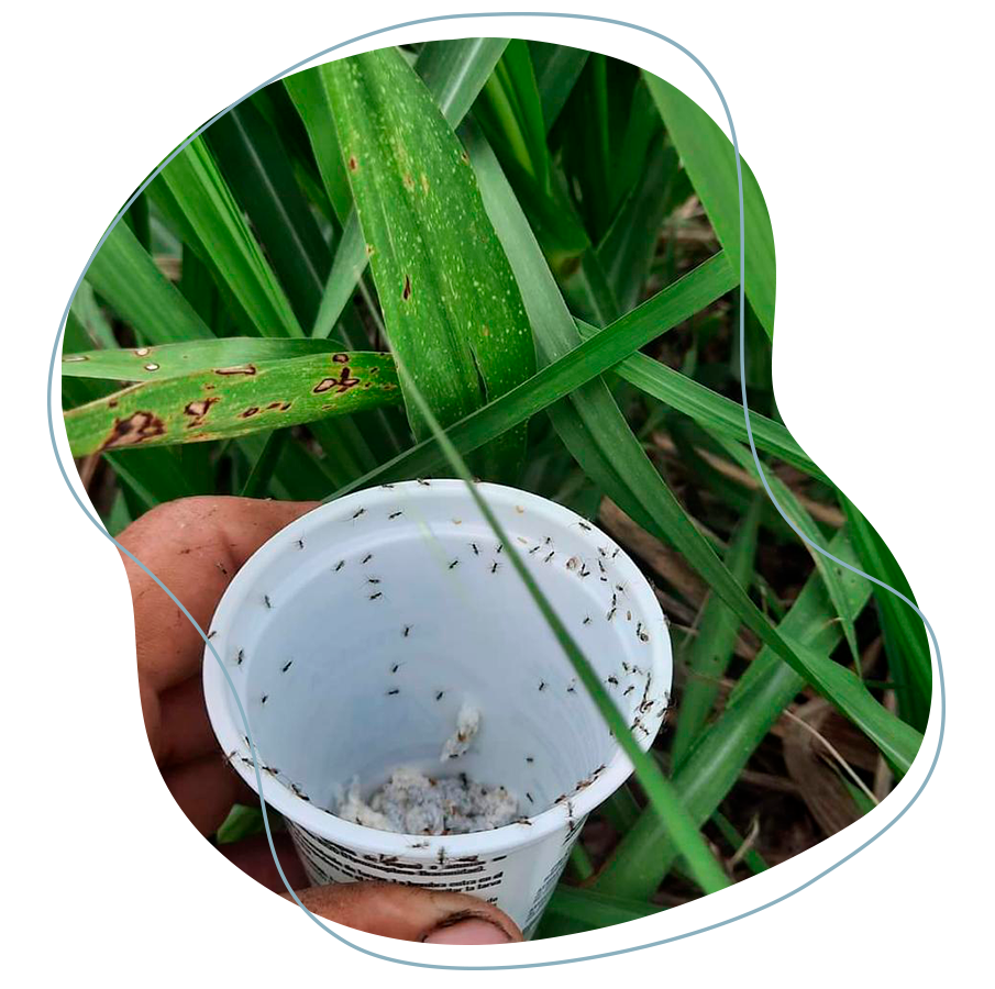 En la imagen se muestra parasitoide: Cotesia flavipes (control del barrenador Diatraea sp.) liberado en el campo de caña de azúcar