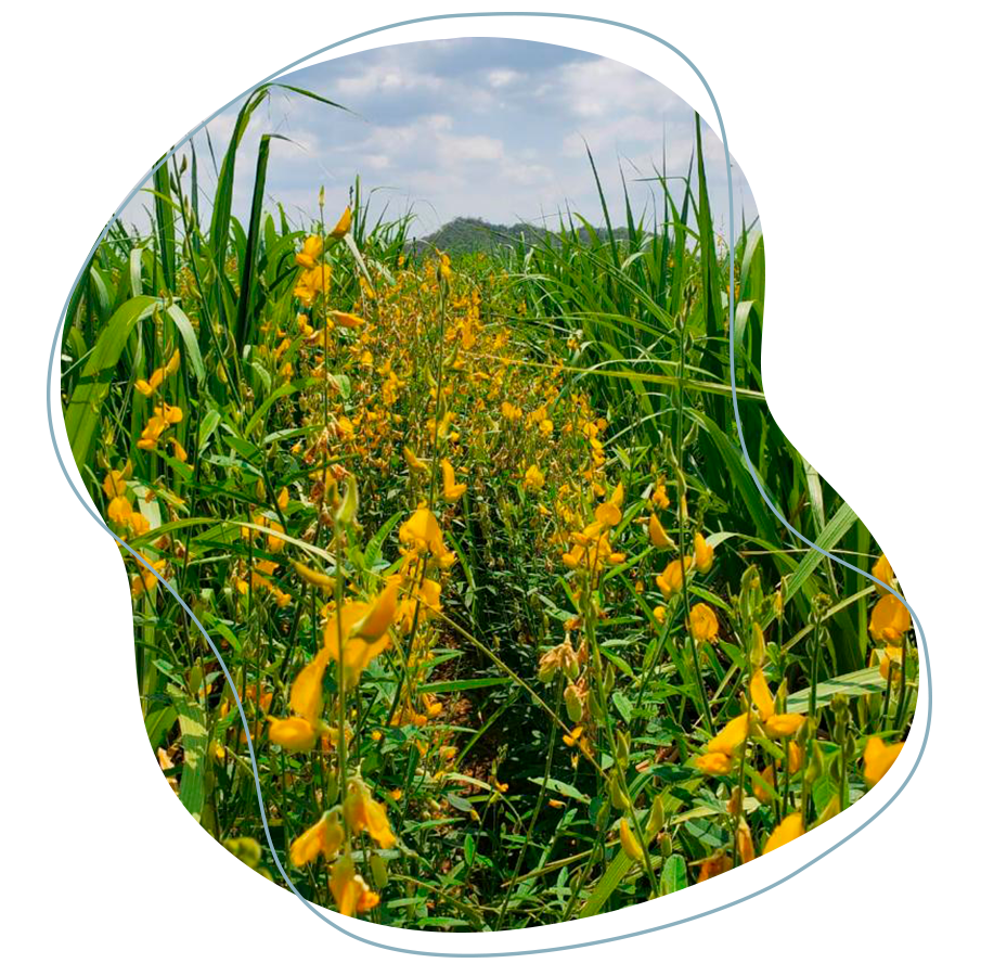 En la imagen se muestra el uso de coberturas vegetales como Crotalaria juncea para el control de malezas en caña de azúcar.