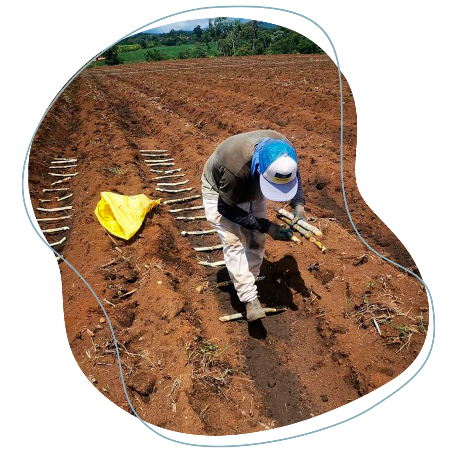 Se visualiza una persona trabajadora agrícola colocando semilla en los surcos fertilizados con abono orgánico.