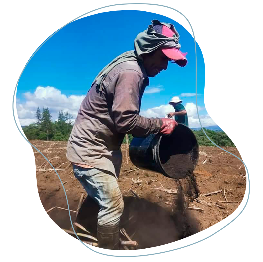 Se observa en la imagen una persona trabajadora agrícola colocando materia orgánica en los surcos.