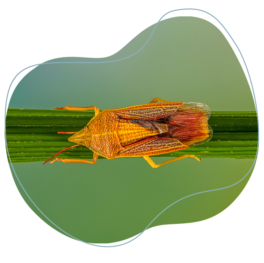 En la imagen se muestra un ejemplo del chinche del arroz sobre una hoja del cultivo de arroz