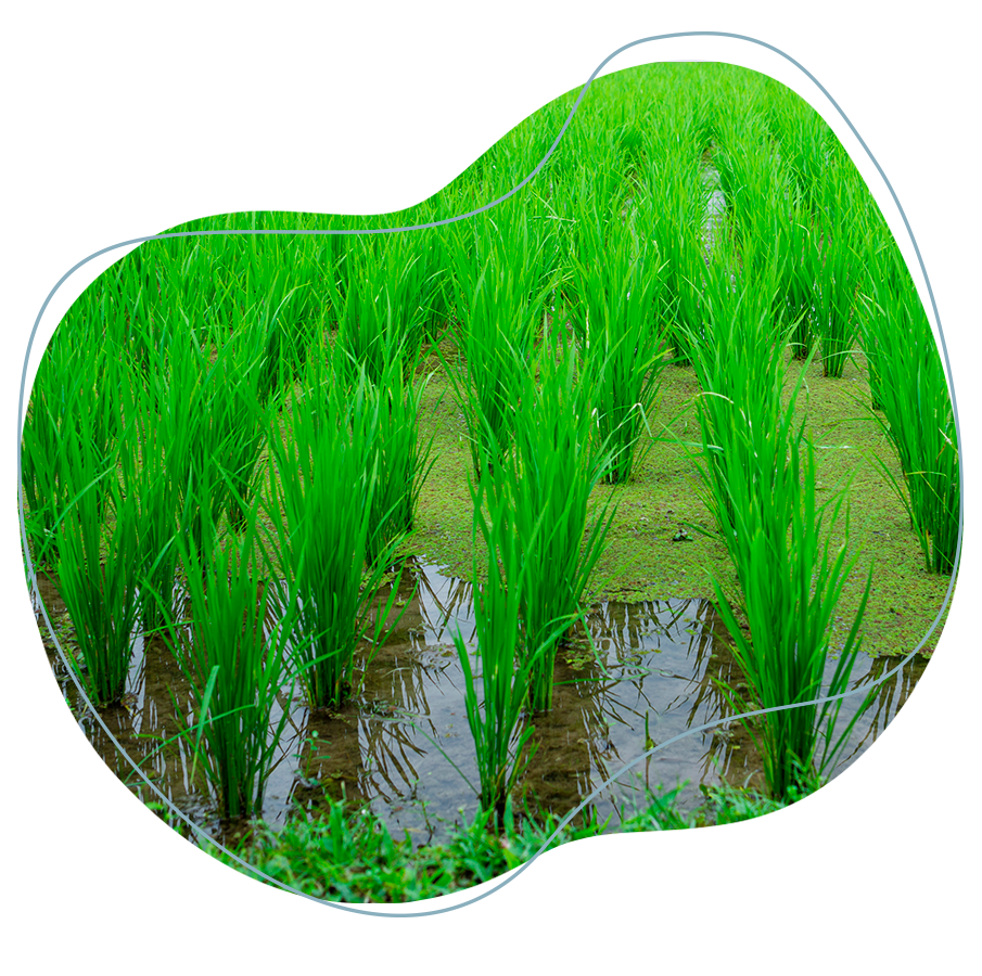 En la imagen se muestra uso del recurso agua en el cultivo del arroz.