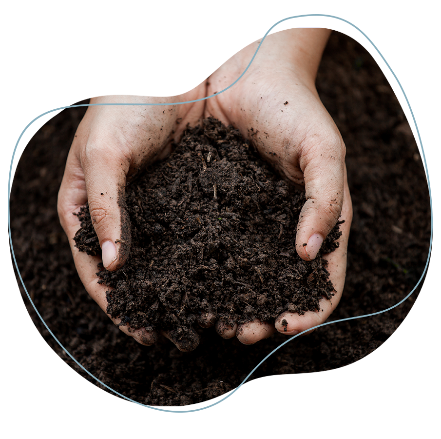 En la imagen se observa un tipo de abono orgánico como fuente de nutrientes para el cultivo de caña de azúcar
