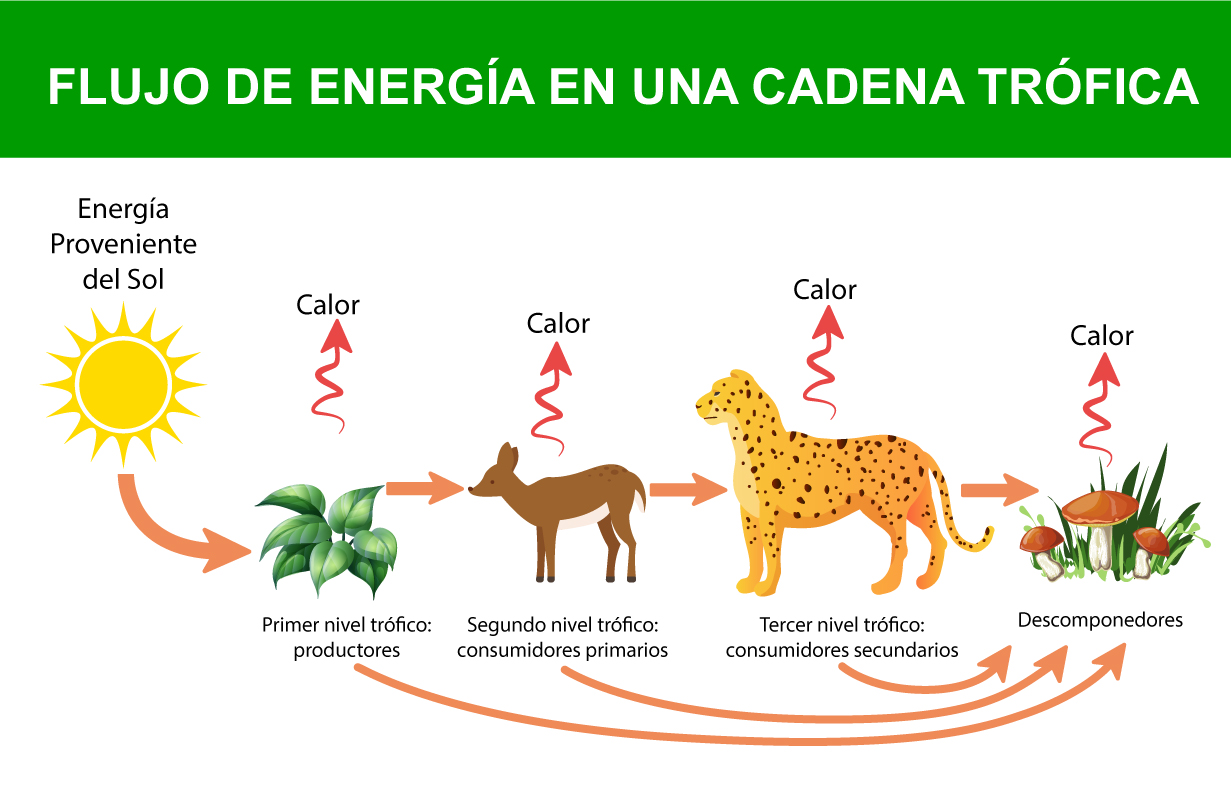 Cadena