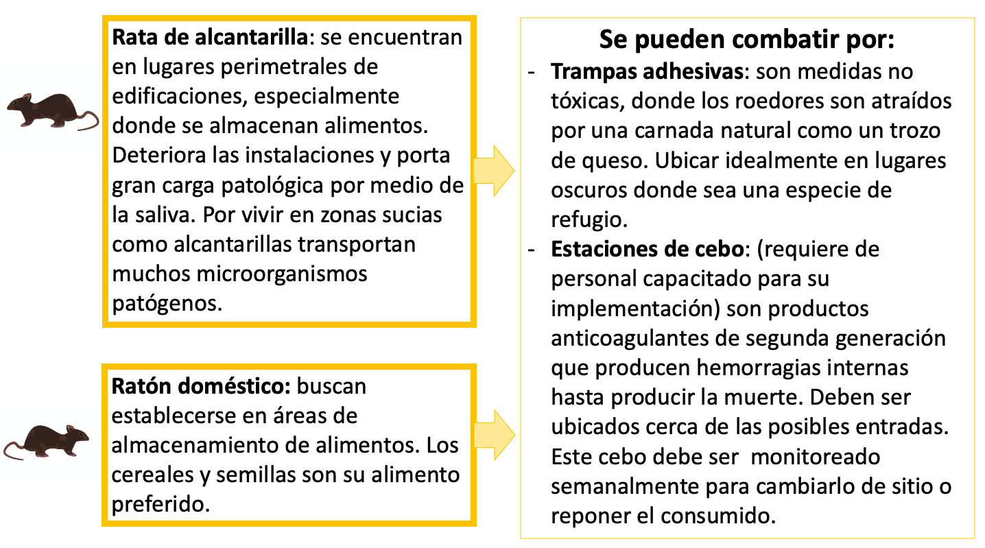 Rata de alcantarilla: se encuentran en lugares perimetrales de edificaciones, especialmente donde se almacenan alimentos. Deteriora las instalaciones y porta gran carga patológica por medio de la saliva. Por vivir en zonas sucias como alcantarillas transportan muchos microorganismos patógenos. Ratón doméstico: buscan establecerse en áreas de almacenamiento de alimentos. Los cereales y semillas son su alimento preferido. Se pueden combatir por: Trampas adhesivas: son medidas no tóxicas, donde los roedores son atraídos por una carnada natural como un trozo de queso. Ubicar idealmente en lugares oscuros donde sea una especie de refugio. Estaciones de cebo: (requiere de personal capacitado para su implementación) son cebos anticoagulantes de segunda generación que generan hemorragias internas hasta producir la muerte. Deben ser ubicados cerca de las posibles entradas. Este cebo debe ser monitoreado semanalmente para cambiarlo de sitio o reponer el cebo consumido.