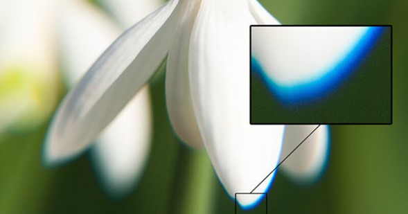 Una ampliación de la foto de un pétalo de una flor, en la cual se aprecia la aberración cromática.