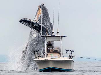 representado por una ballena brincando sobre la embarcación por no respetar el espacio de la especie.