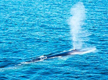 es una ballena por encima del mar tirando agua