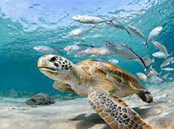 representada por una tortuga de color blanca con manchas cafés y puntos negracos, en el fondo de una mar celeste rodeada de peces sobre su caparazón.