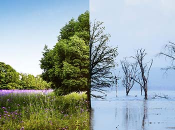 dos escenarios uno una imagen con bastante vegetación y un árbol frondoso y del otro lado en el segundo escenario lo que estaba con vegetación aparece inundada y los árboles secos y sin hojas.