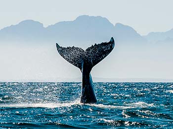 es la cola de la ballena Jorobada que hay muchas en Costa Rica.