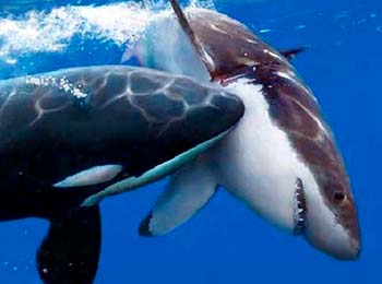 es una ballena atacando a un tiburón en el fondo del mar.