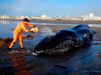 representa a una ballena en la playa y una persona echándole agua con un balde para tratar de mantenerla viva mientras se le ayuda a regresar al mar