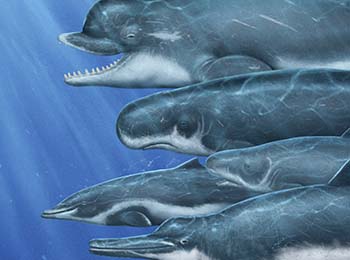 son 4 tipos de delfines ubicados de izquierda a derecha en el mar.