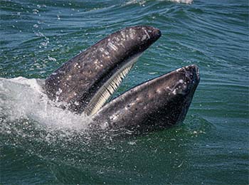 representada por la boca de una ballena sobre el mar sacando su boca y enseñando sus dientes.