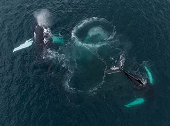 son dos ballenas sumergiéndose en el mar, realizando un círculo en el centro e ellas para su alimentación