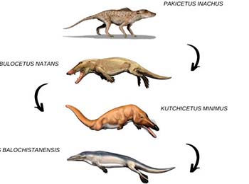 son cuatro imágenes representando los ancestros de las ballenas, identificando que antes era terrestres hasta convertirse en animales acuáticos.