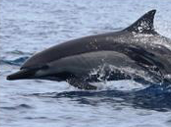 representados por una de las especies que el delfín avanzando en el mar.