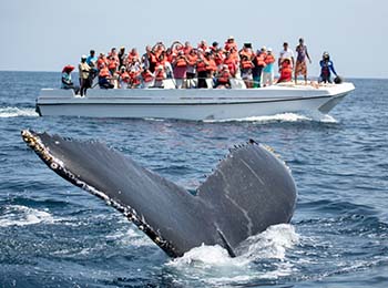 representado por una embarcación llena de turistas con chaleco viendo a una distancia prudente la cola de ballenas sumergirse en el mar