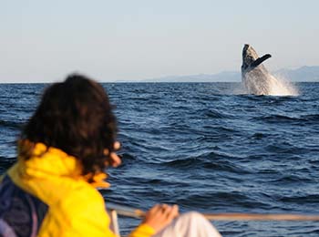 representado por una persona viendo saltar a una ballena a la distancia.