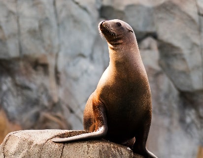 león marino de los galápagos, son de cuerpo pequeño, con orejas muy pequeñas y hocico corto.