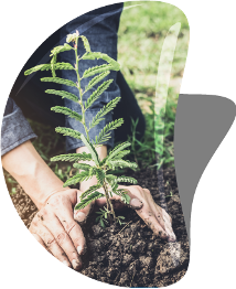 persona siembra un árbol