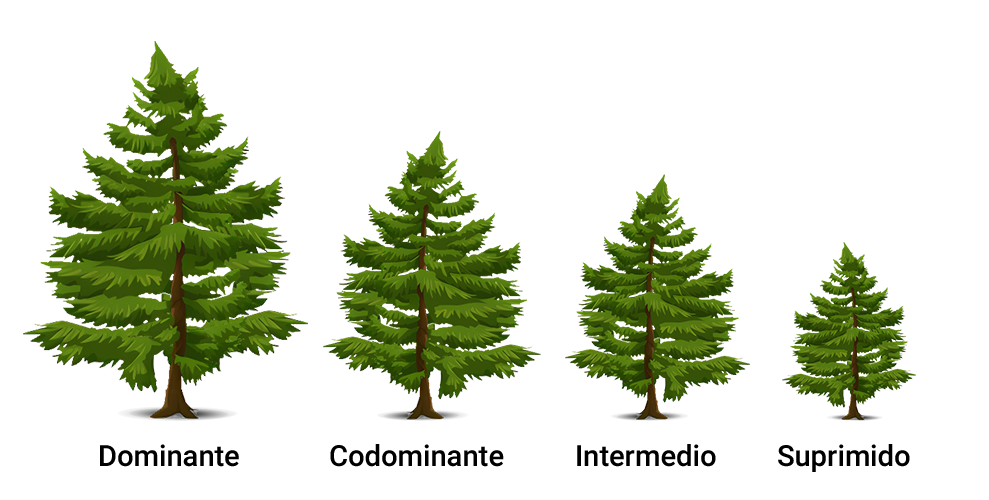 Tamaño de los árboles que se encuentran en los bosques regulares (de izquierda a derecha, alto a pequeño). 