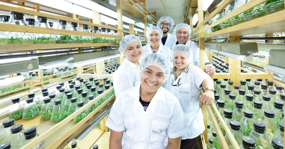 Plantas en vías de extinción son producidas por medio de la micropropagación en el Laboratorio de Biotecnología. Cortesía/La República