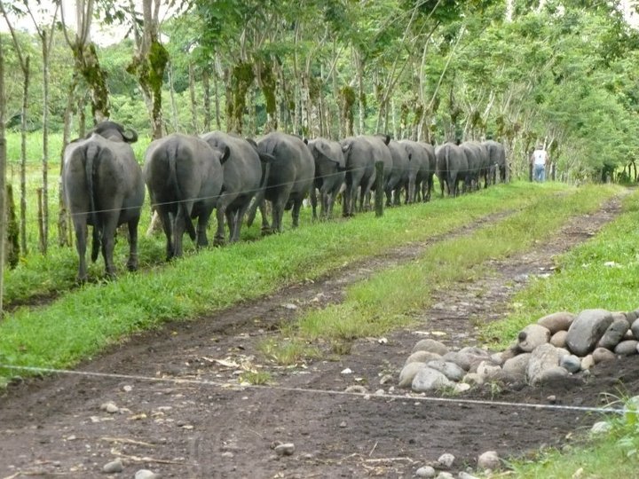 Bufalas en camino a ordeño