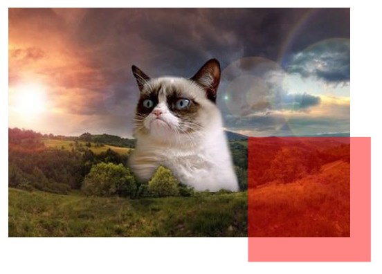 Grumpy cat con div transparente