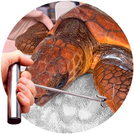 Icono de tortuga en el mar